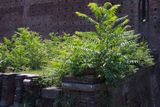 DSCF7416.JPG