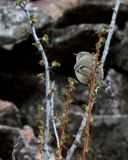 Kinglet, Ruby-crownd IMG_9084.jpg