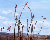 Mesa Verde 2000 Ocotillo.jpg