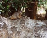 Colorado Pine Squirell 001.jpg