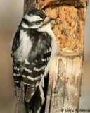Woodpecker, Harry AL7A9102-Edit-1.jpg