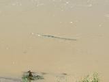 Gharial crocodile - Chitwan National Park, Nepal