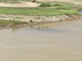 Marsh mugger crocodile, Chitwan National Park, Nepal