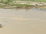 Left, gharial crocodile; right, marsh mugger crocodile, Chitwan National Park, Nepal
