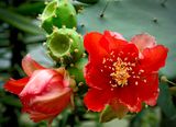 Balcic Cactus Garden