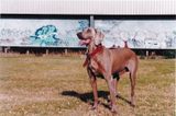 Sphinx -Seaford Vic oval
