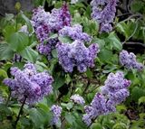 lilac in flower - springtime