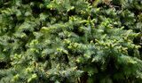 Silver Spruce Tree in spring