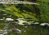 reflections