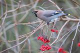 Bohemian Waxwing