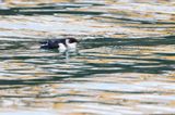 Little Auk