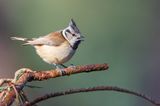 Crested Tit