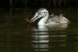 Great Crested Grebe