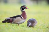 American Wood Duck