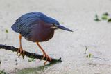 Green Heron