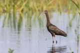 Glossy Ibis