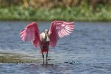 Roseate Spoonbill