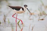 Black-necked Stilt