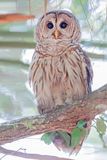 Barred Owl