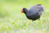 Common Gallinule