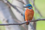 Common Kingfisher