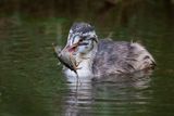 Great Crested Grebe