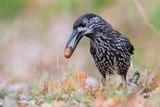 Spotted Nutcracker