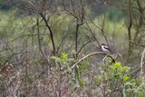 Woodchat Shrike