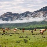 K Bar Z ranch