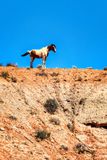 Wild and Watchful