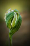 Bouton de tulipe - Tulip Bud