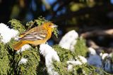 Baltimore Oriole (Icterus galbula)