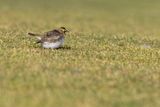 Horned Lark (Eremophila alpestris flava)