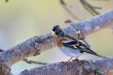 Brambling (Fringilla montifringilla)
