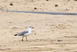 Grey-headed Gull (Chroicocephalus cirrocephalus)