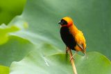 Southern Red Bishop (Euplectes orix)