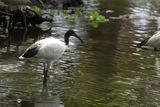 African Sacred Ibis (Threskiornis aethiopicus)