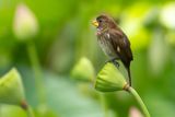 Thick-billed Weaver (Amblyospiza albifrons)