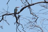 Woodland Kingfisher (Halcyon senegalensis)