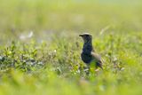 Collared Pratincole (Glareola pratincola)