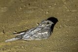 European Nightjar (Caprimulgus europaeus)
