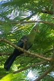 Knysna Turaco (Tauraco corythaix)