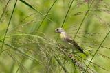 Lemon-breasted Canary (Crithagra citrinipectus)