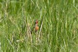 Rosy-throated Longclaw (Macronyx ameliae)