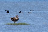 Spur-winged Goose (Plectropterus gambensis)