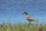 Water Thick-knee (Burhinus vermiculatus)