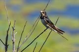 Barn Swallow (Hirundo rustica)