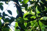 Woodwards Batis (Batis fratrum)