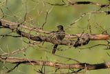 Black Cuckoo (Cuculus clamosus)