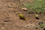 Cape Canary (Serinus canicollis)